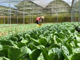 Vibrant green lettuce growing in - Credits: pexels