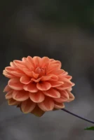 Close-up of a vibrant orange - Credits: pexels