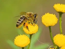 Detailed shot of a honeybee - Credits: pexels