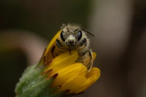 A detailed close-up of a - Credits: pexels