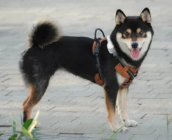 shiba inu 柴犬 - Credits: pexels