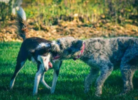 Two dogs having a playful - Credits: pexels