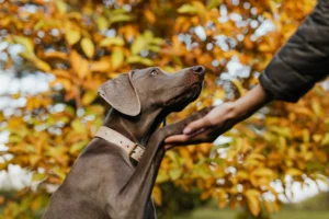 A Weimaraner dog shakes hands - Credits: pexels
