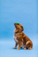 Cute dog balancing a green - Credits: pexels