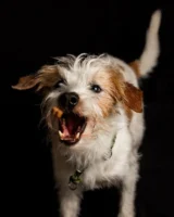 Adorable terrier dog joyfully catching - Credits: pexels