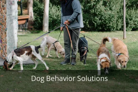 WARNING: Your Dog’s Naughty Behavior is a CRY FOR HELP! 5 Fixes