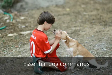 Your Dog’s Life Depends On These 10 Commands. Don’t Skip #7!
