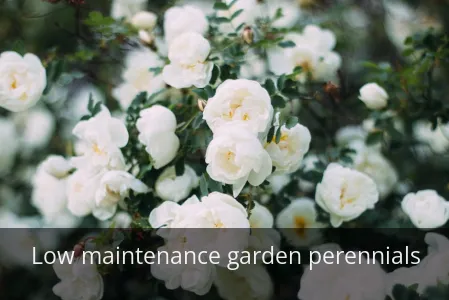 DON’T Garden Without These 7 Perennials! Your Neighbors Will Be JEALOUS.