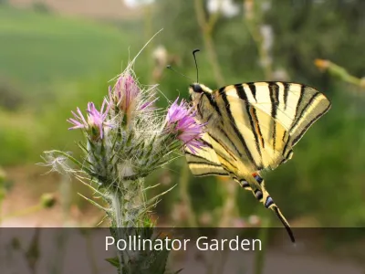 🚨STOP! Your Garden Might Be Missing These 3 Crucial Bee Lifesavers.