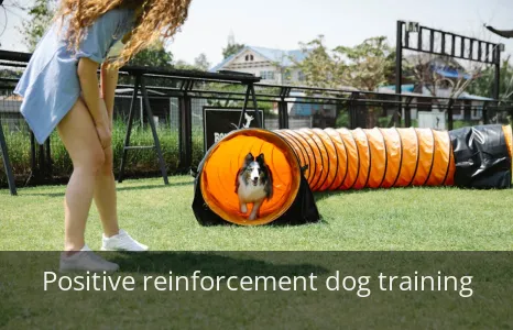 Unlock Your Dog’s Brain! The #1 Gentle Method Every Owner NEEDS.